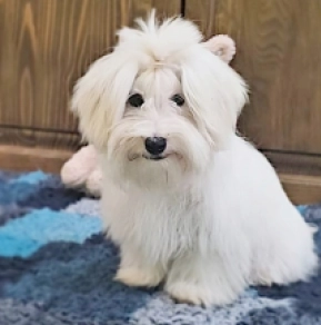 Coton de Tulear puppy for sale