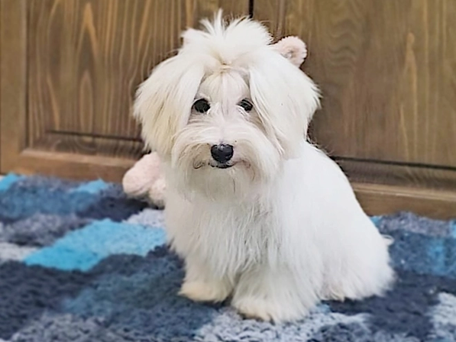 Coton de Tulear puppy for sale