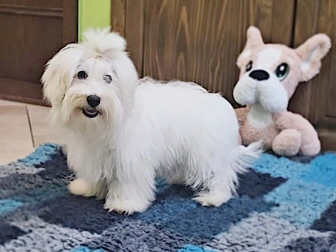 Coton de Tulear puppy for sale