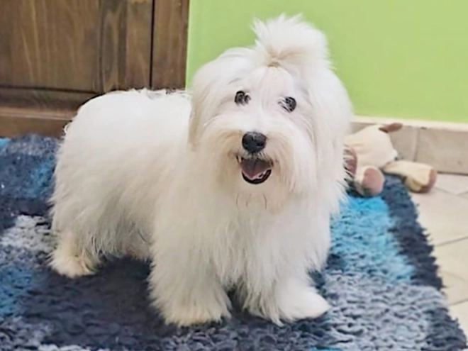 Coton de Tulear puppy for sale