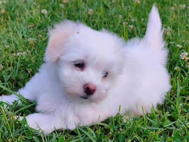 Coton de Tulear puppy for sale