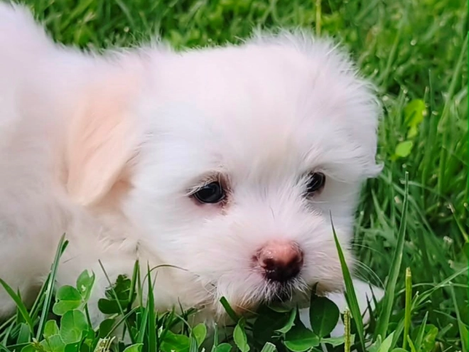 Coton de Tulear puppy for sale
