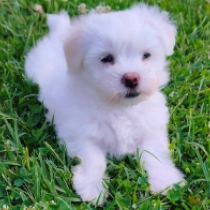Loyale, white Coton de Tulear for sale