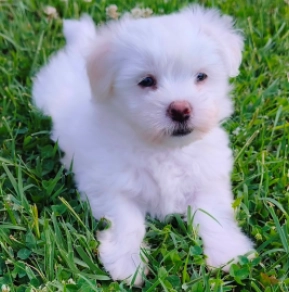 Coton de Tulear puppy for sale