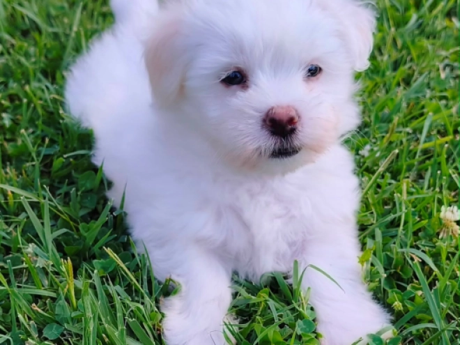 Coton de Tulear puppy for sale