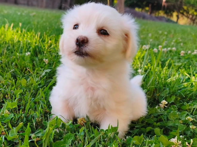 Coton de Tulear puppy for sale