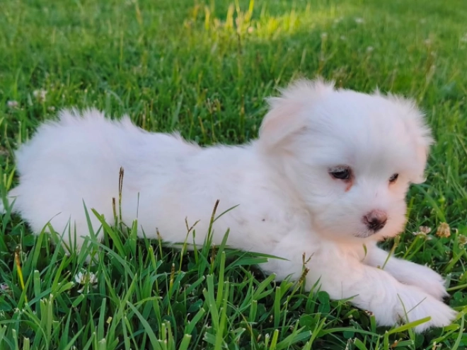 Coton de Tulear puppy for sale