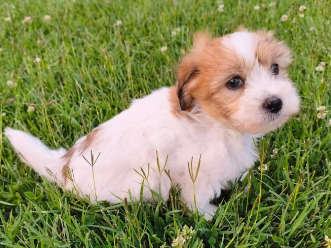 Coton de Tulear puppy for sale