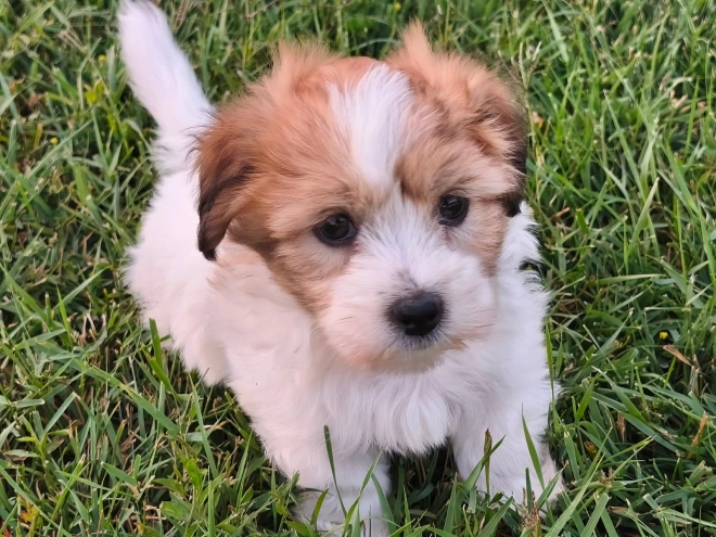 Coton de Tulear puppy for sale