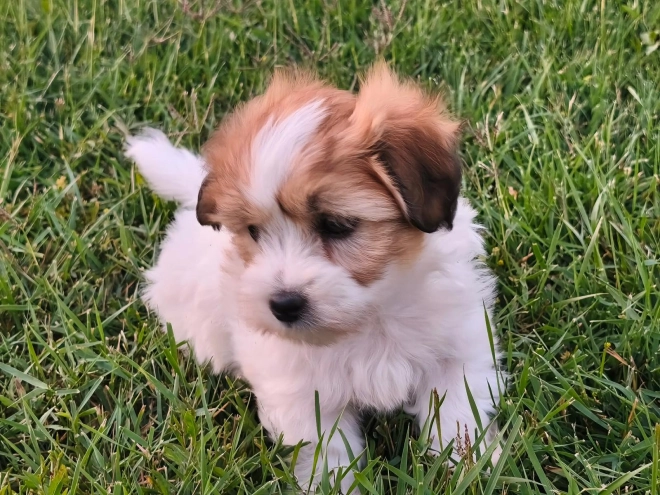 Coton de Tulear puppy for sale