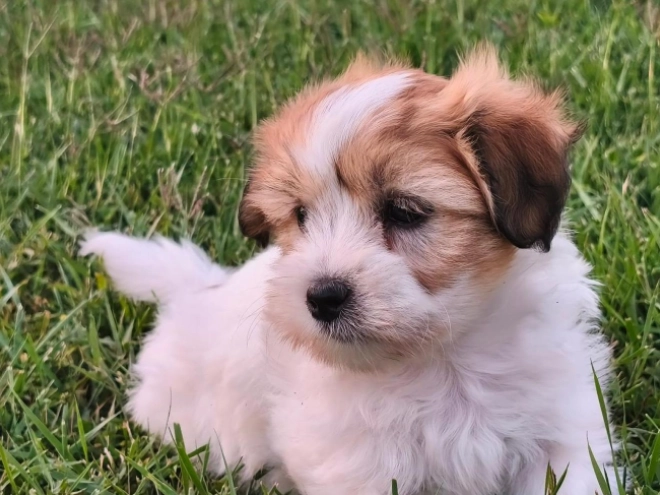 Coton de Tulear puppy for sale