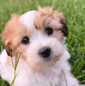 Coton de Tulear puppy for sale