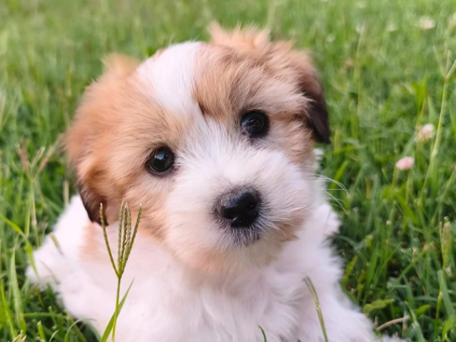Coton de Tulear puppy for sale