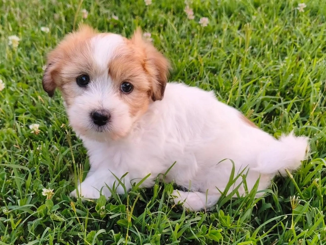 Coton de Tulear puppy for sale