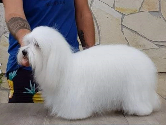 Coton de Tulear Welpe kaufen
