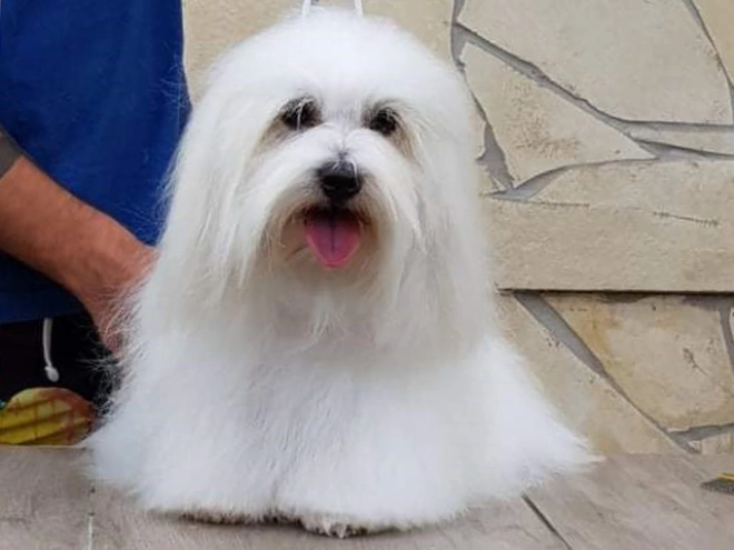 Coton de Tulear Welpe kaufen