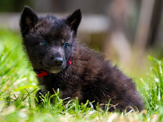 Tschechoslowakischer Wolfhund Welpe kaufen
