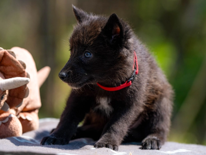 Tschechoslowakischer Wolfhund Welpe kaufen
