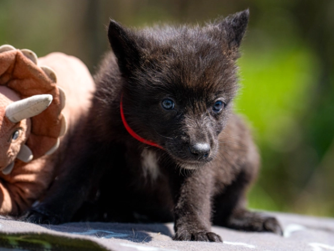 Tschechoslowakischer Wolfhund Welpe kaufen