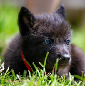 Tschechoslowakischer Wolfhund Welpe kaufen