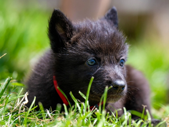 Tschechoslowakischer Wolfhund Welpe kaufen