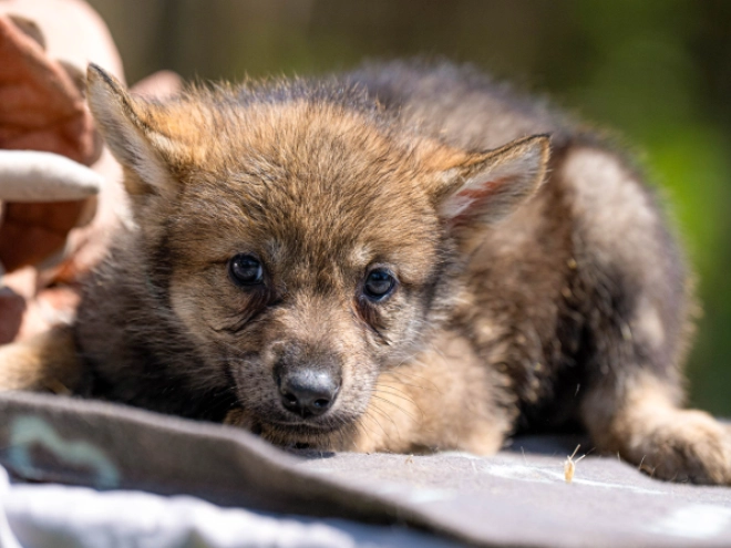Tschechoslowakischer Wolfhund Welpe kaufen