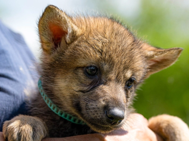 Tschechoslowakischer Wolfhund Welpe kaufen