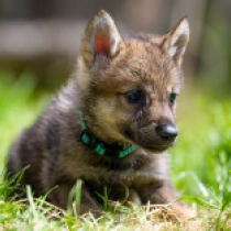 Marly – American Wolfdog, grizzle Tschechoslowakischer Wolfhund Welpen kaufen