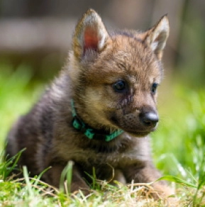 Tschechoslowakischer Wolfhund Welpe kaufen