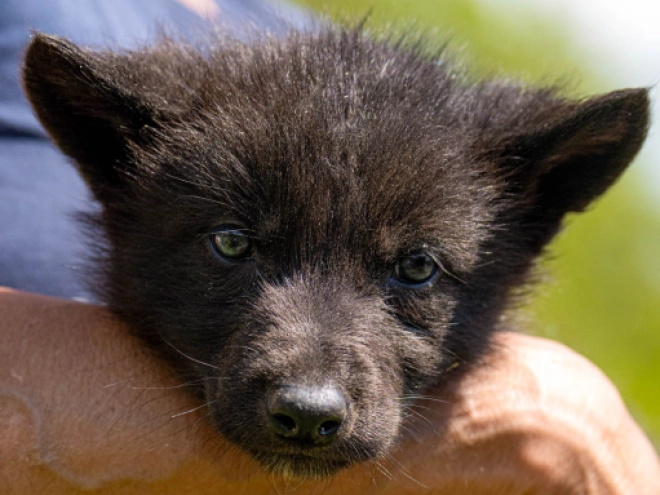 Tschechoslowakischer Wolfhund Welpe kaufen
