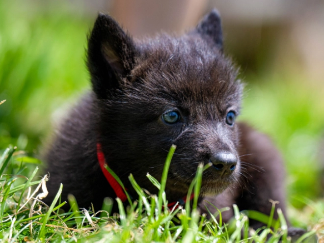 Tschechoslowakischer Wolfhund Welpe kaufen