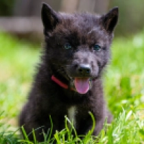 March – American Wolfdog, black Tschechoslowakischer Wolfhund Welpen kaufen