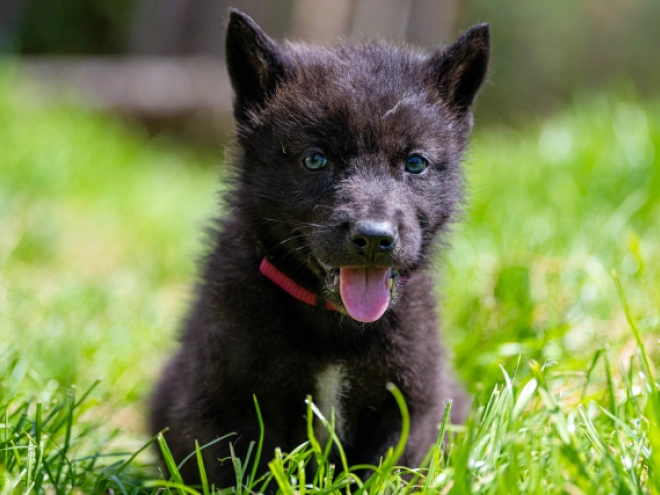 Tschechoslowakischer Wolfhund Welpe kaufen