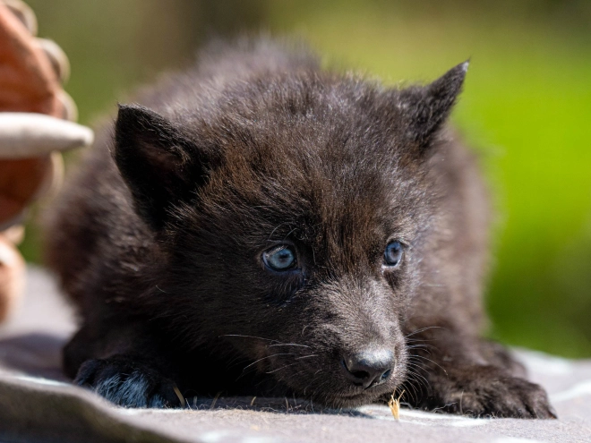 Tschechoslowakischer Wolfhund Welpe kaufen