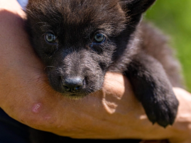 Tschechoslowakischer Wolfhund Welpe kaufen