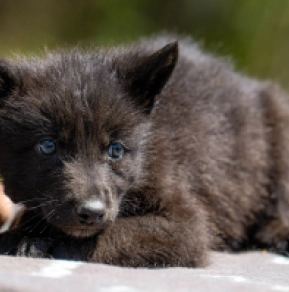 Tschechoslowakischer Wolfhund Welpe kaufen