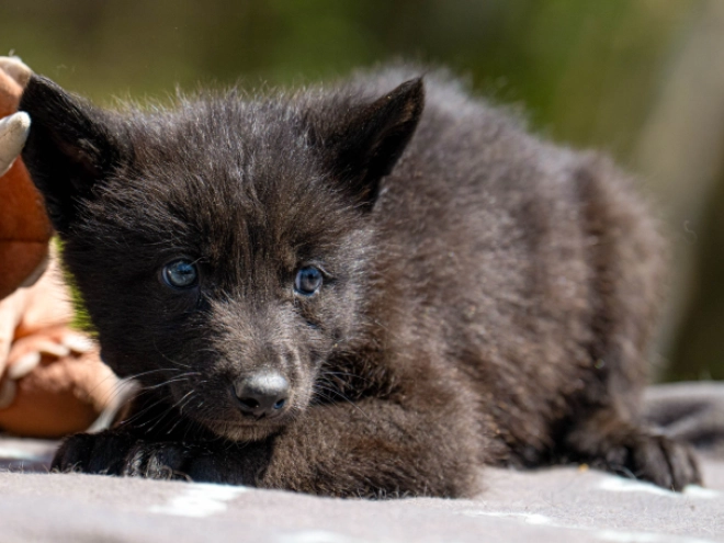 Tschechoslowakischer Wolfhund Welpe kaufen