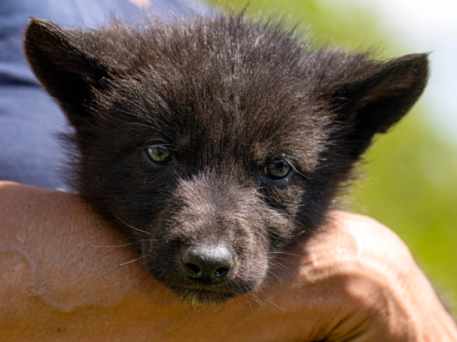 Tschechoslowakischer Wolfhund Welpe kaufen