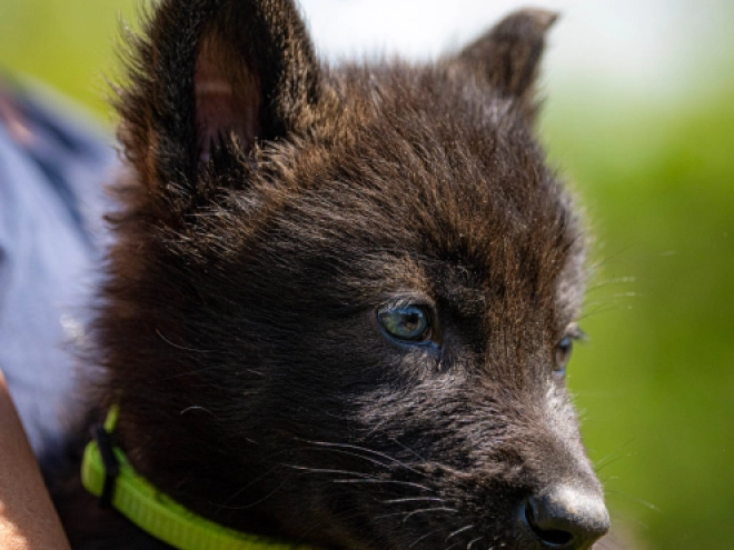 Tschechoslowakischer Wolfhund Welpe kaufen