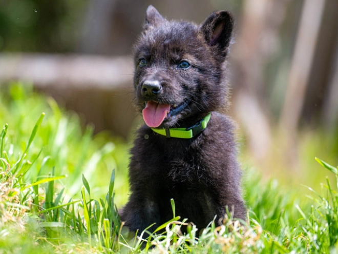 Tschechoslowakischer Wolfhund Welpe kaufen