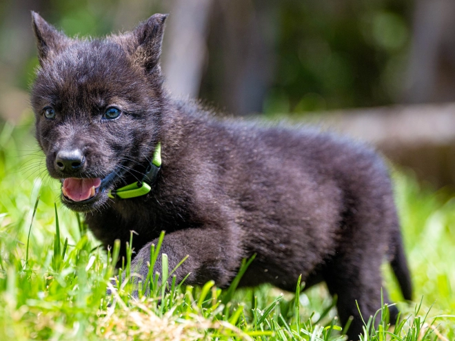 Tschechoslowakischer Wolfhund Welpe kaufen
