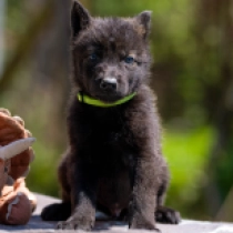 Czechoslovakian Wolfdog puppy for sale