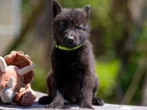 Czechoslovakian Wolfdog puppy for sale
