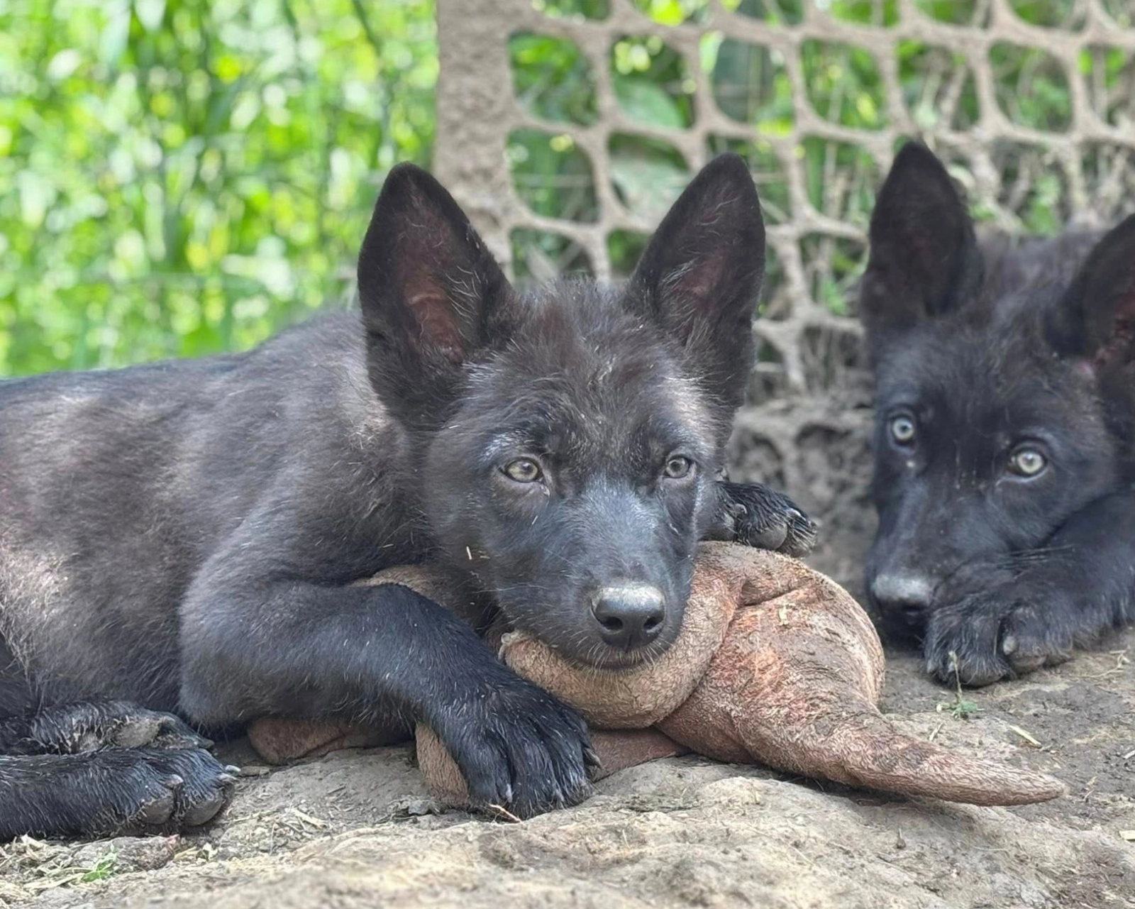 Dog Breeds Czech Wolfdog Puppy Czechoslovakian Wolfdog Wolf Dog