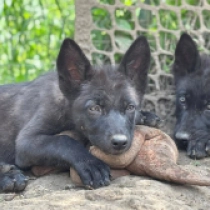 Morthy – American Wolfdog, black Perro Lobo Checoslovaco en venta