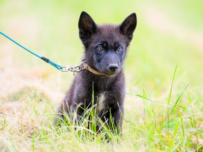 Czechoslovakian Wolfdog puppy for sale