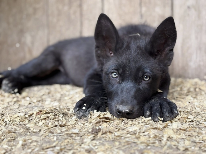 Czechoslovakian Wolfdog puppy for sale
