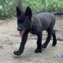 Mocca – American Wolfdog, black Perro Lobo Checoslovaco en venta