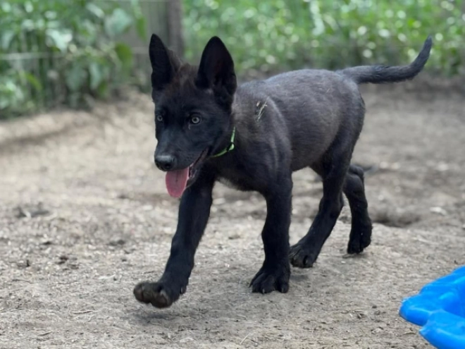 Czechoslovakian Wolfdog puppy for sale