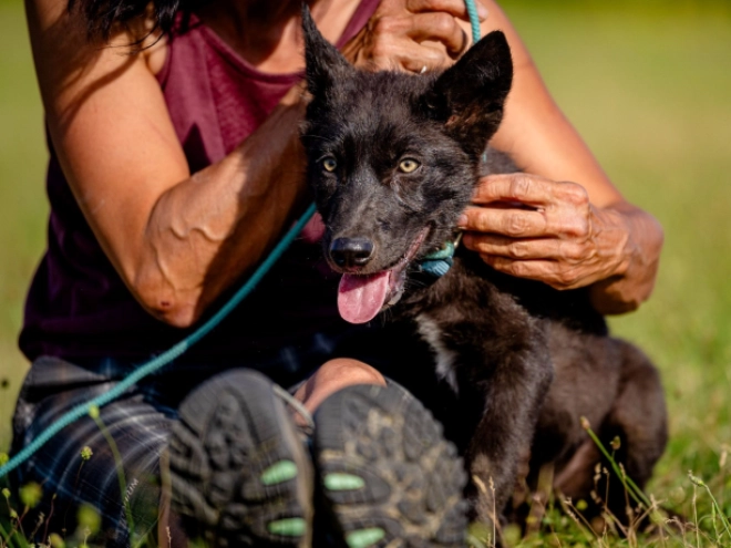 Czechoslovakian Wolfdog puppy for sale